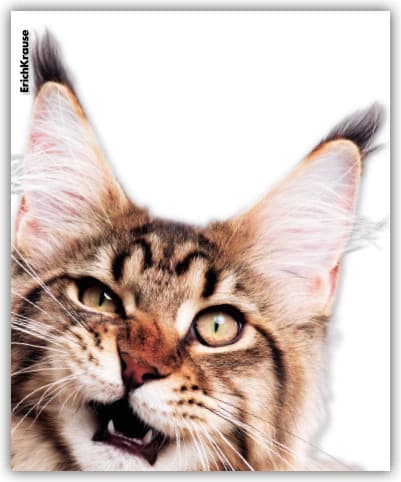 Набор обложек Erich Krause Hiding Cats / 61128 3