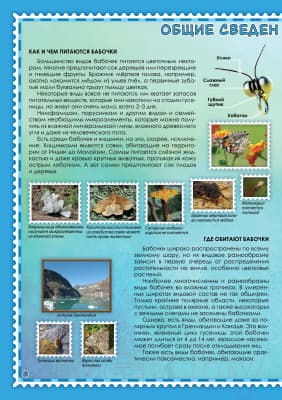Атлас Белкартография Бабочки мира 2
