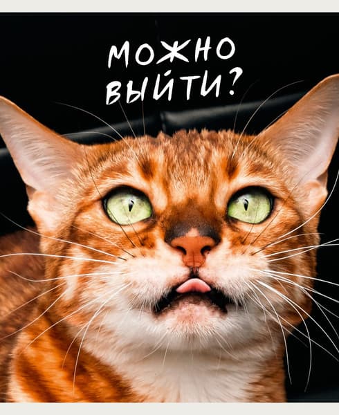 Тетрадь Listoff Котики / ТК968711