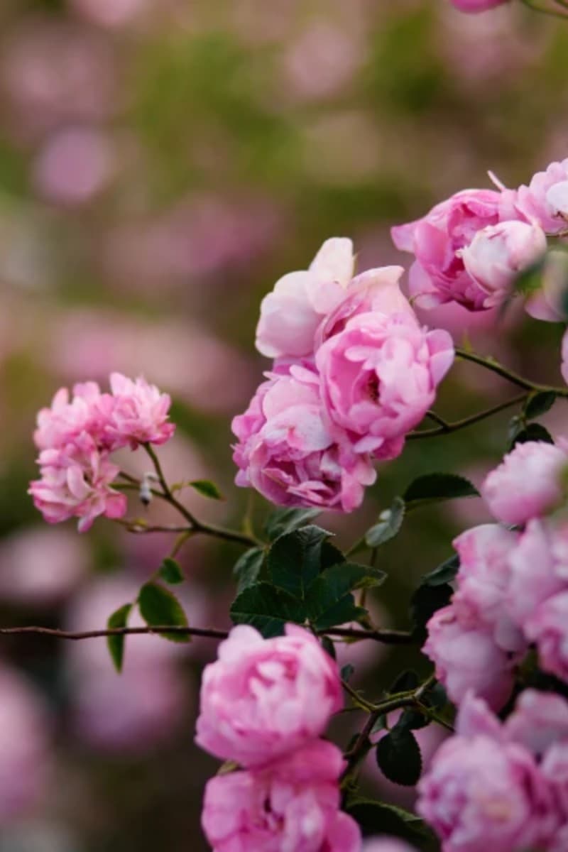 Фестиваль КЛАССИКА.LIVE 5