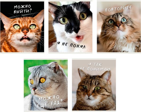 Тетрадь Listoff Котики / ТК968711 3